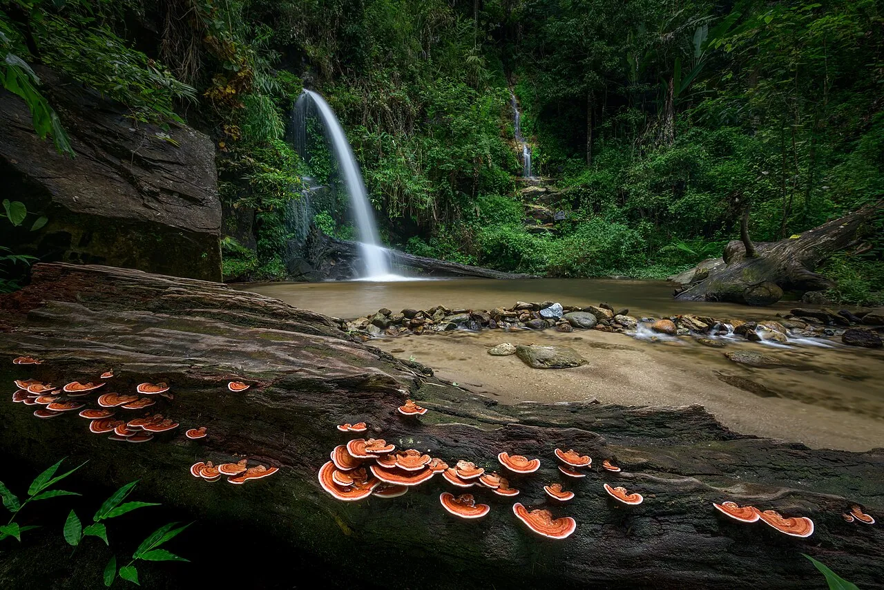 도이수텝 산 아래 후아이 깨우 폭포